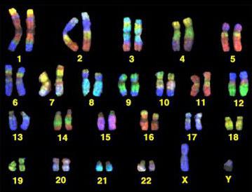 koliko človeških kromosomov