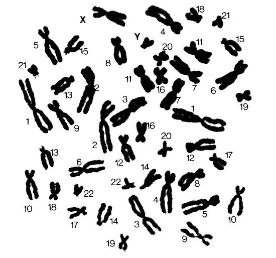 lidské číslo chromozomu