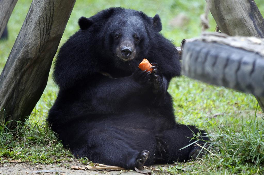 Niedźwiedzie kochają marchewki