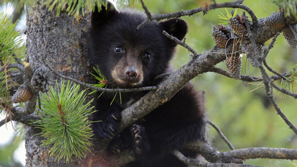 Młode niedźwiadki rosną długo