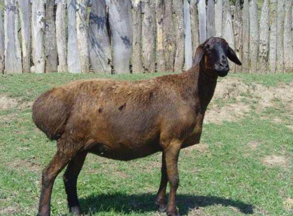 Характеристика на гисарската овча