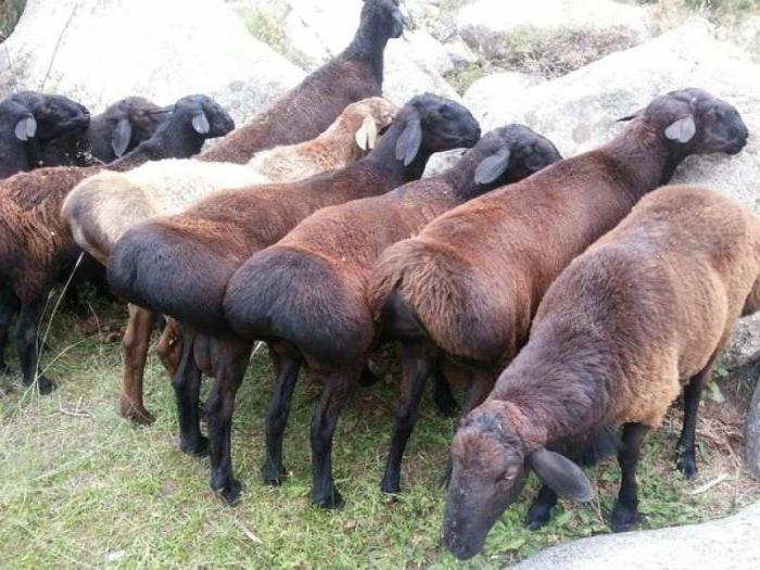 Хисарска порода овце в Русия