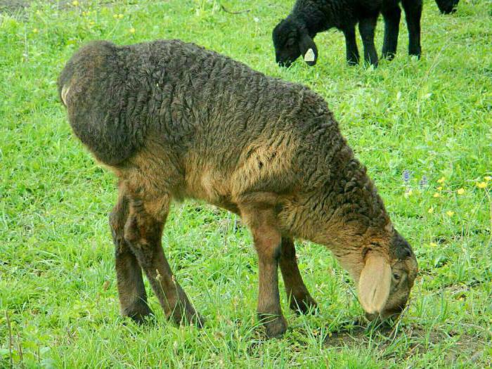 развъждане на хисарска порода овце