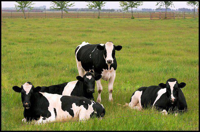 Holstein krava
