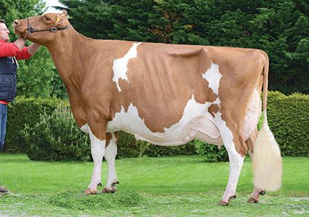 Холщайн червено разноцветна порода крави