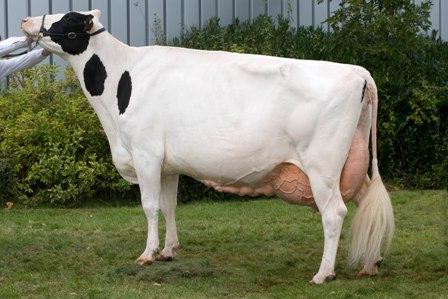 Holstein pasmina krava karakteristična glava