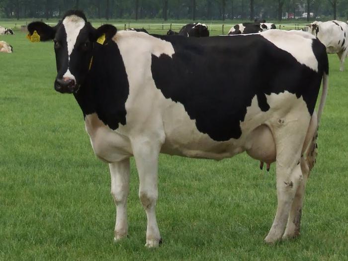 crna šarena golshtinsky pasmina krava