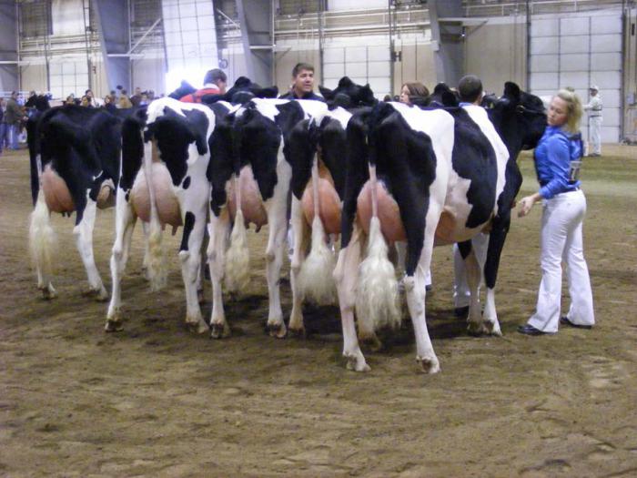 koliko dana Holstein krava hoda