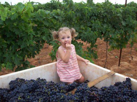 vino grozdja isabella doma