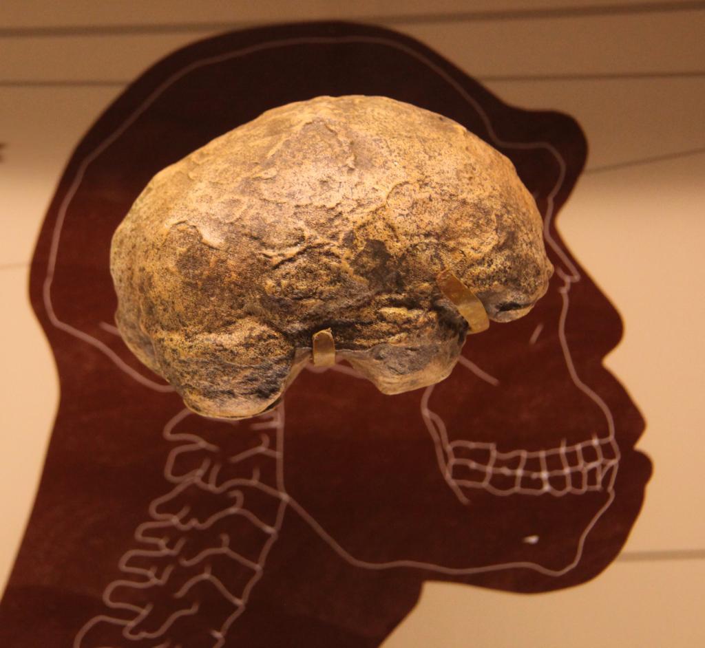 Brain homo erectus