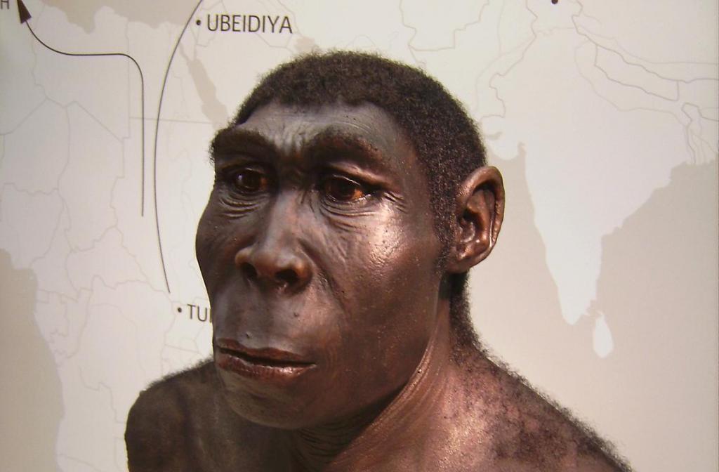 Rekonstrukce Homo erectus