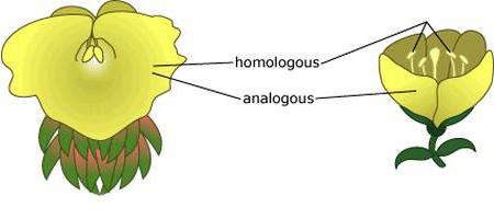 homologních rostlinných orgánů