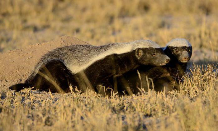 Honey badger (zvíře): co se živí