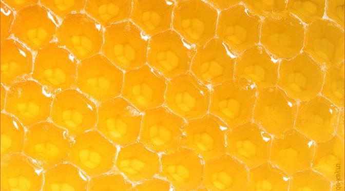 včelí med, jeho vlastnosti a použití
