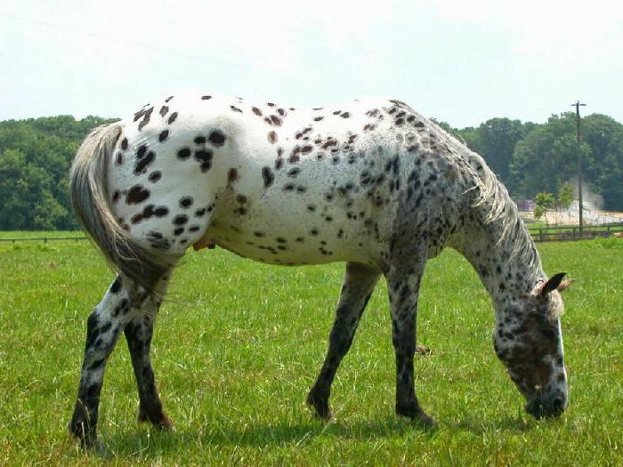 appaloosa kůň