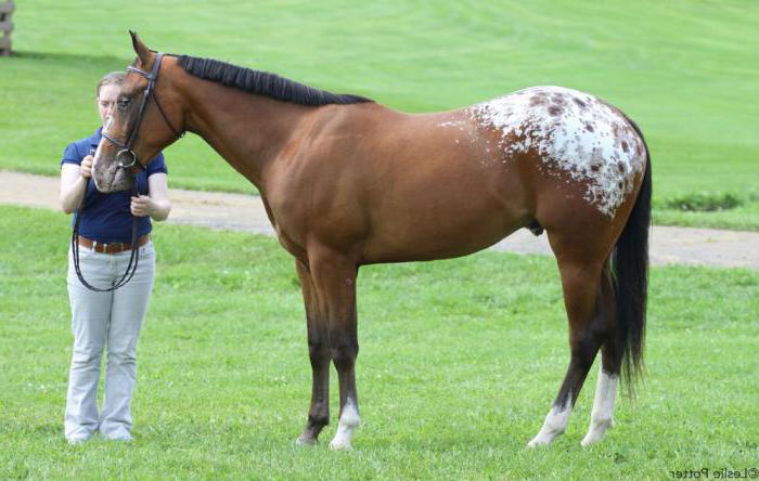 Caratteristiche di razza Appaloosa