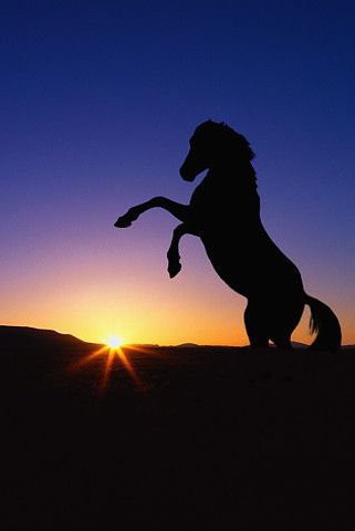 skaluje człowieka konia