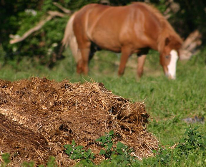hranjenje konjskog gnojiva