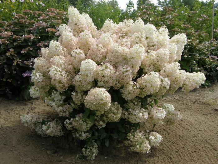 vrt hortenzije kako biljka i njega