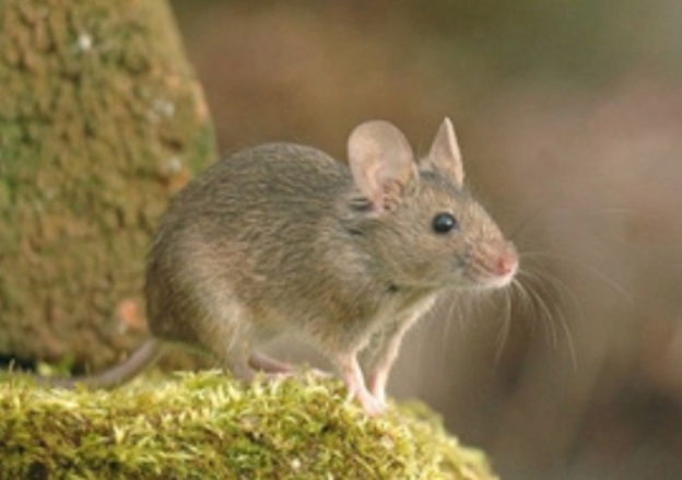 Myš v divočině