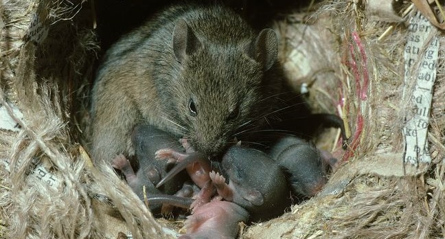 Myš ženské hnízdo