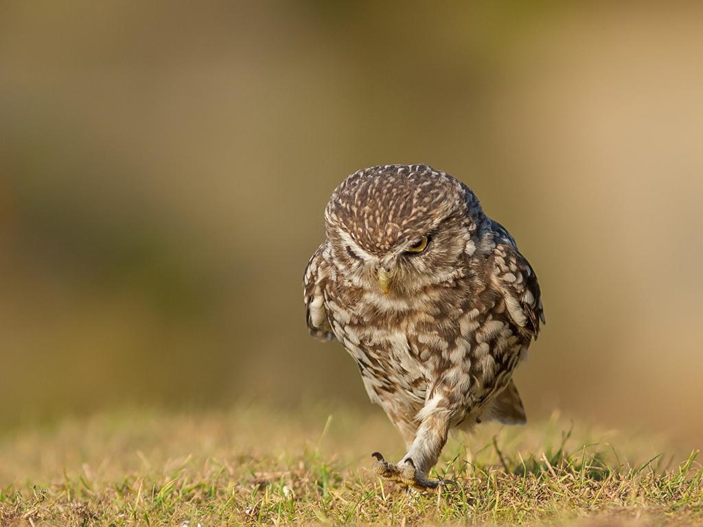 House owls: habitat