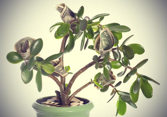 peníze-strom