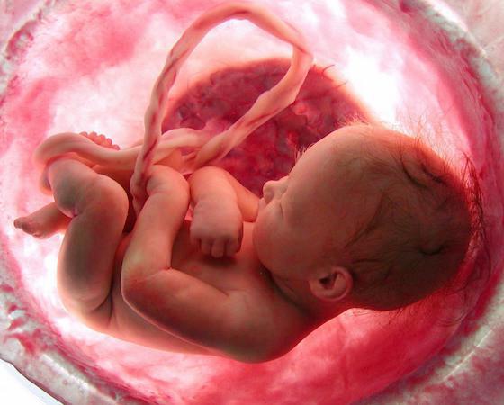 как бебето диша в утробата снимка