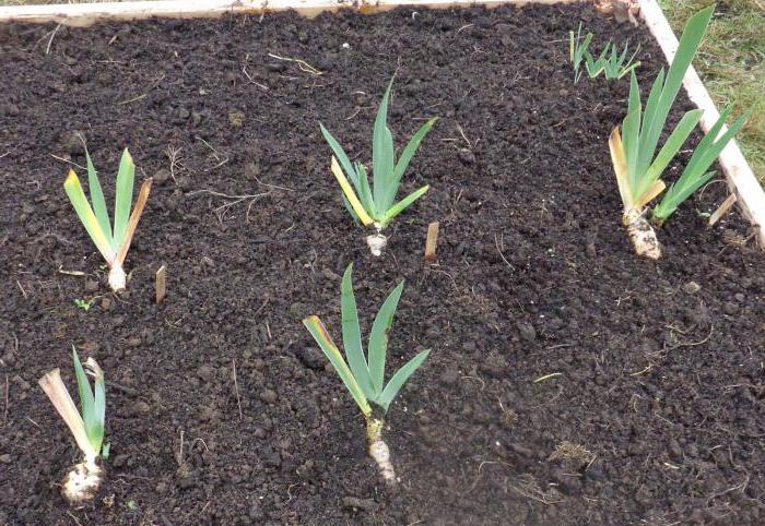 Quando piantare iris in piena terra