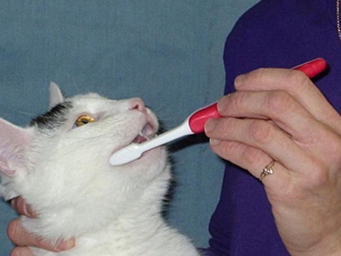 Как у дома да премахнете зъбния камък от котката