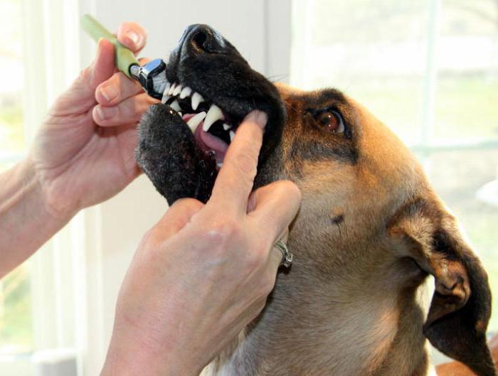 Как у дома да премахне зъбния камък от кучето