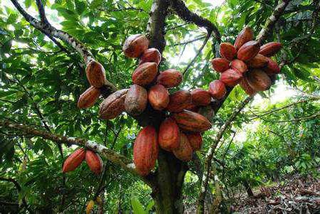 proprietà benefiche e controindicazioni del cacao