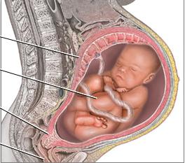 děloha před porodem
