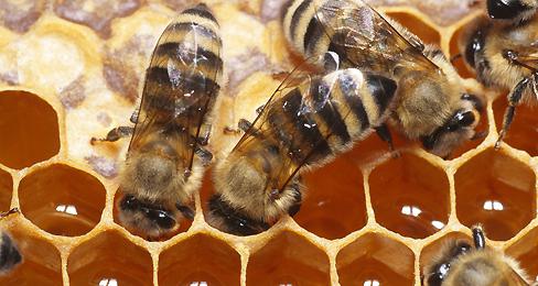 како пчеле праве мед