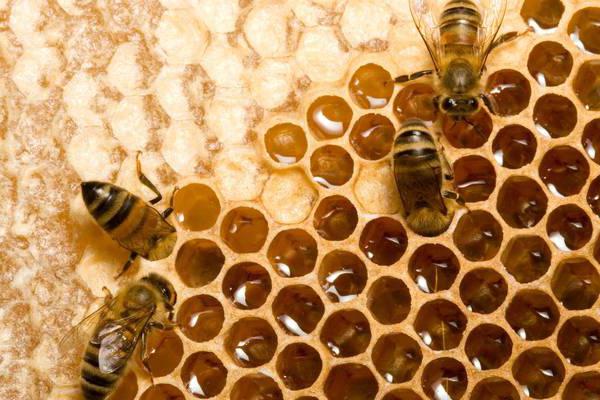 како пчеле производе мед