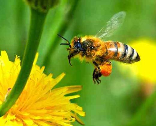 come le api producono miele