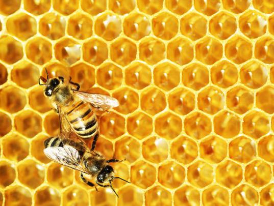 защо пчелите мед