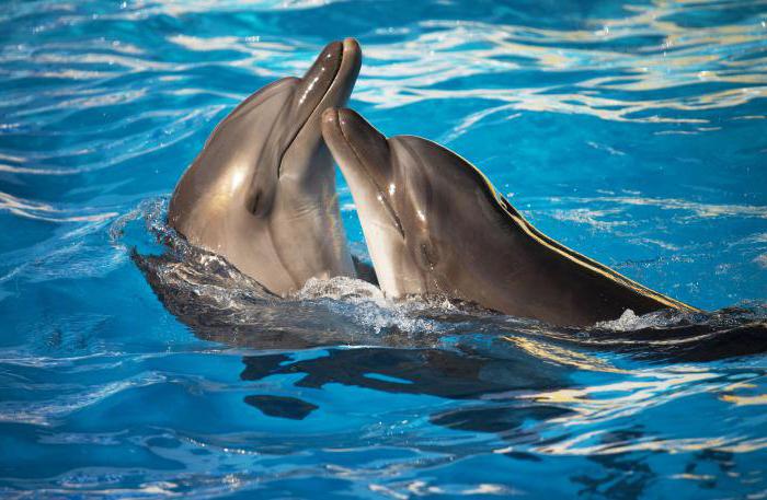 delfíny v moři