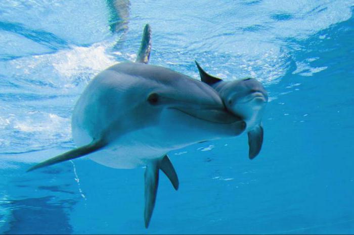 език на делфините