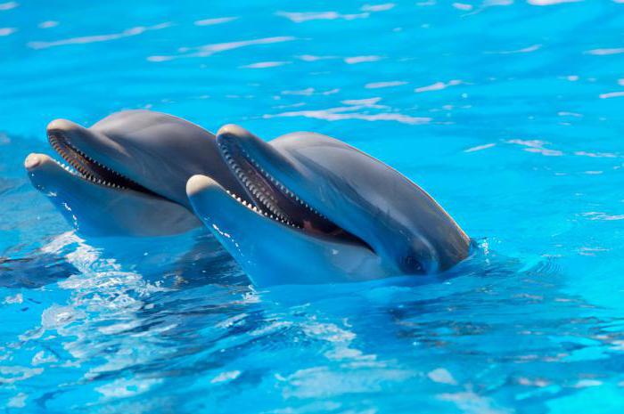 periodo di gestazione dei delfini
