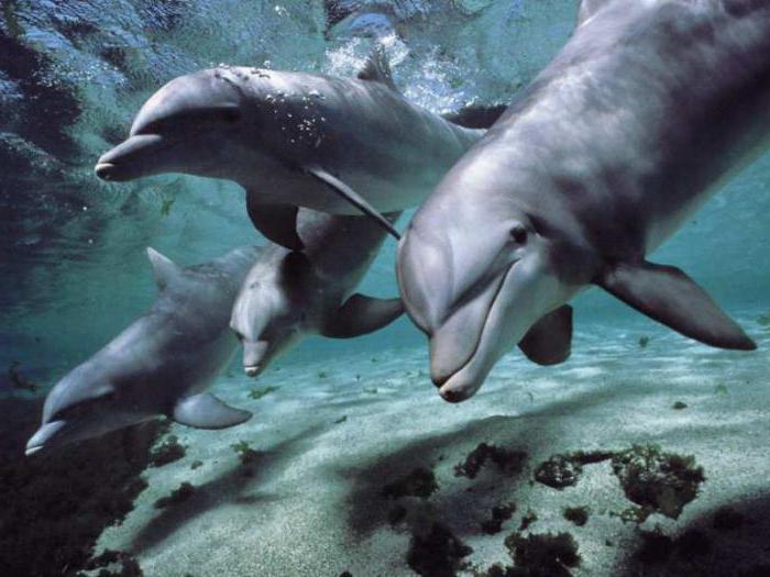 jak rozmnażają się delfiny