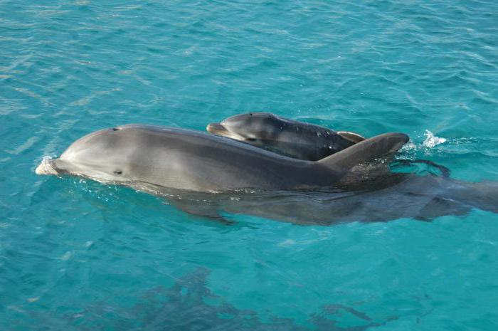 delfínové mládě