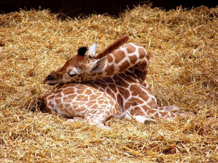 Jak žirafy spí: fotografie