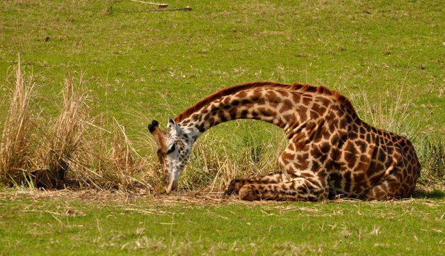 Kako žirafa spi: stoji ali leži