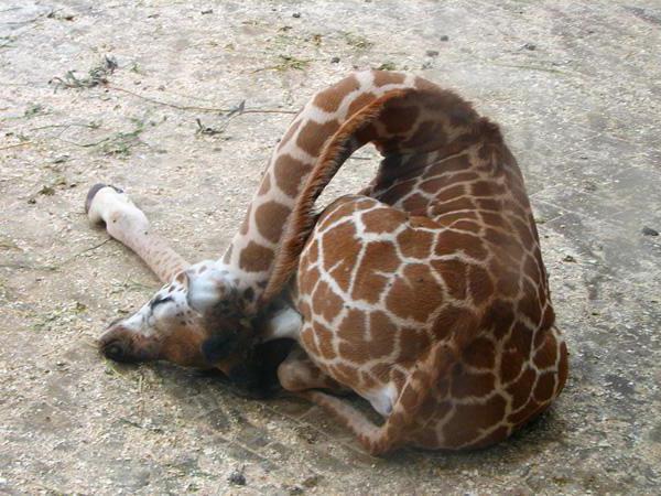Jak žirafy spí v zoo
