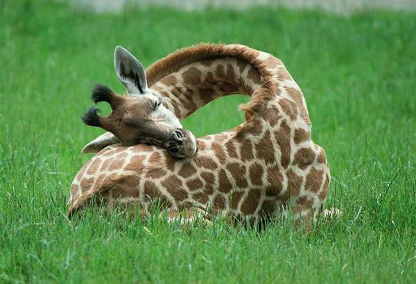 Jak žirafy spí v přírodě