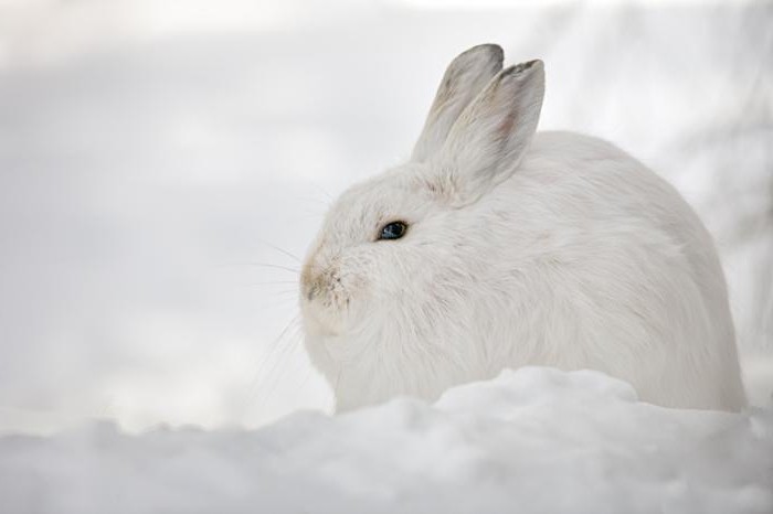 как зайците зимуват в гората