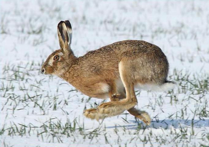 как зайците зимуват в гората през зимата