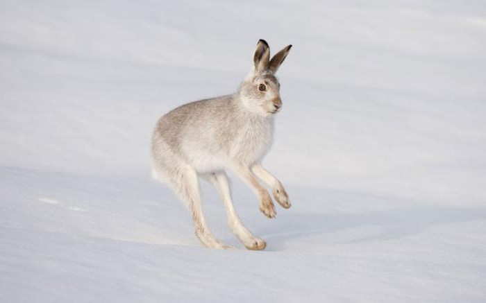 come si prepara per il coniglio invernale e invernale