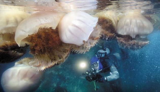 kako se gojijo meduze